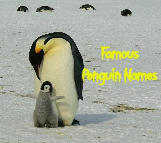 Top 20+ Famous Penguin Names From Movies | PetPress