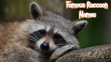 famous-raccoon-names