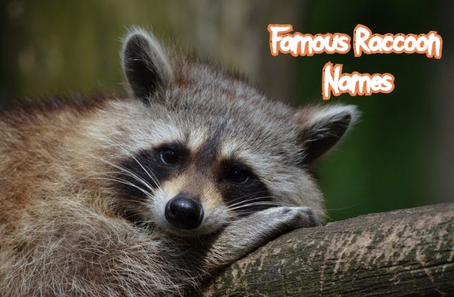 famous-raccoon-names