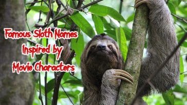 famous-sloth-names