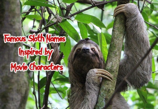 famous-sloth-names