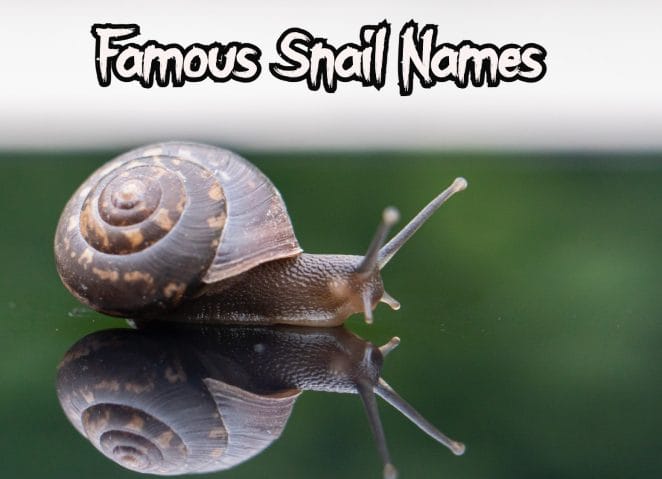 famous-snail-names