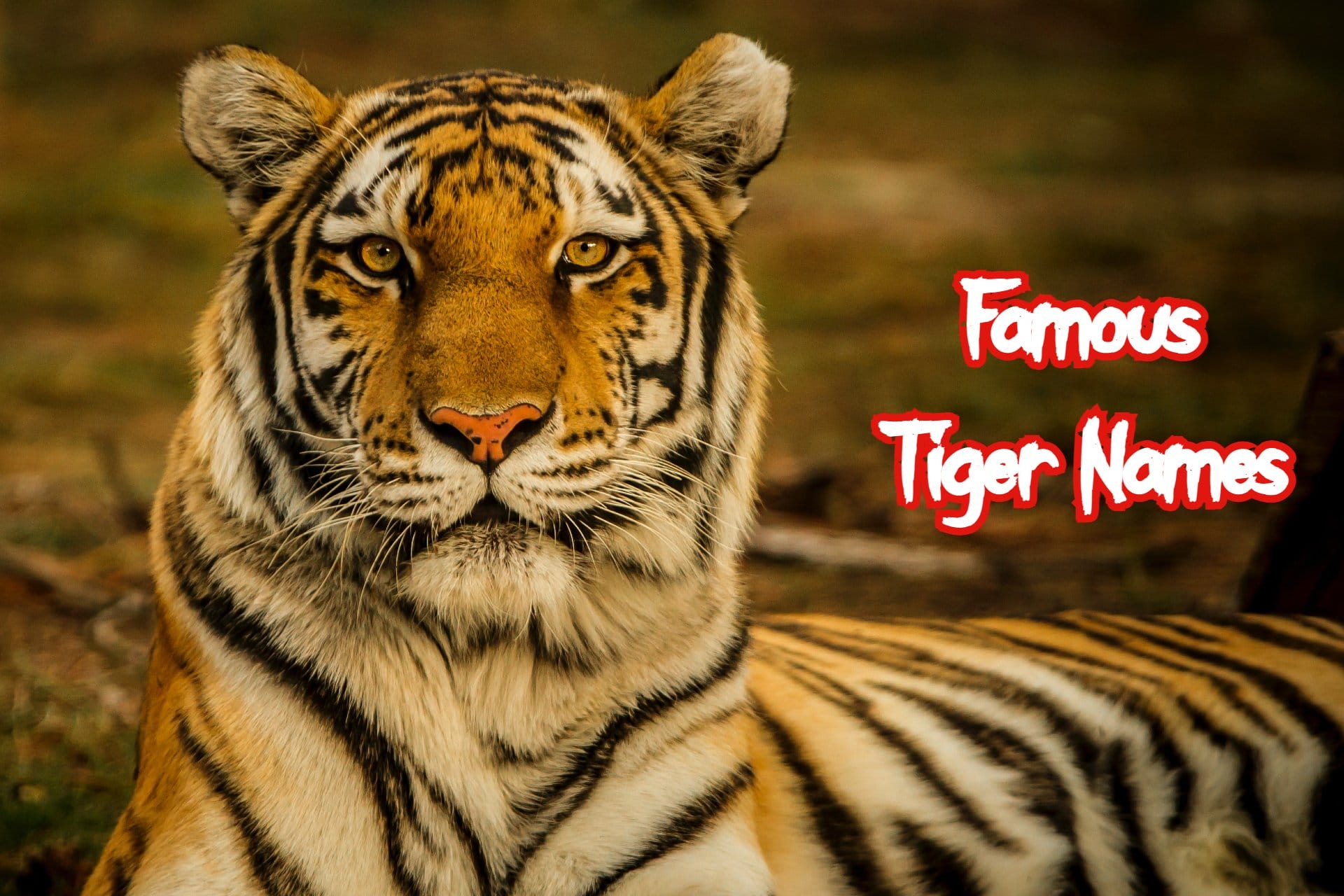 Best Tiger Names Male Female Names For A Tigers Petpress