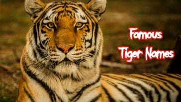 famous-tiger-names