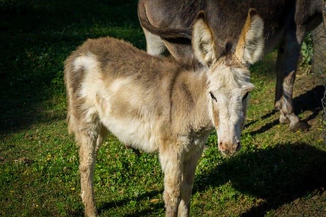 female-baby-donkey
