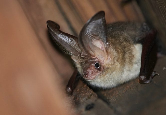 female-bat-names