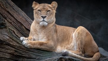 female lion names for a lioness