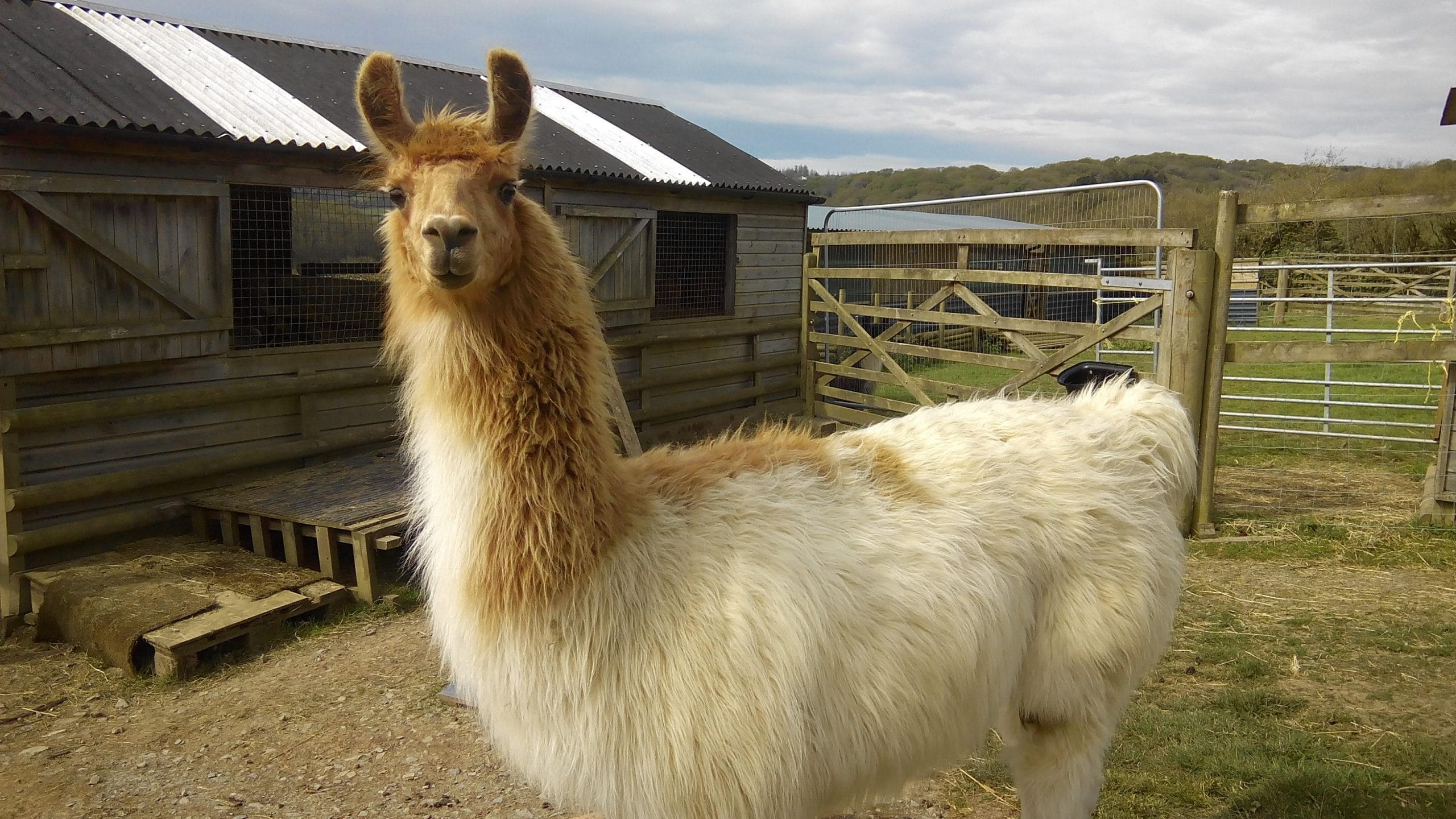 130+ Good Llama Names Names For Boy, Girl, & White Llamas