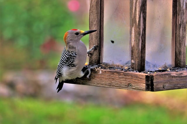 female-woodpecker-names