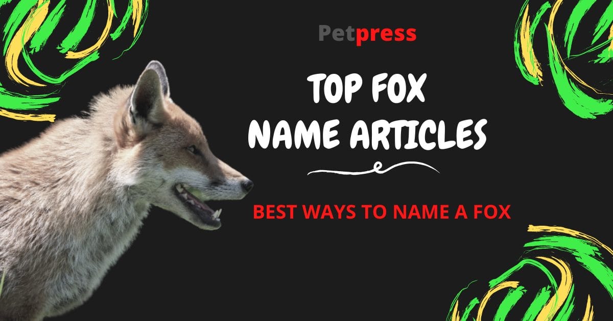 best-fox-names-for-naming-a-pet-fox-petpress