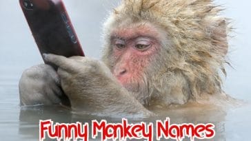 funny-monkey-names