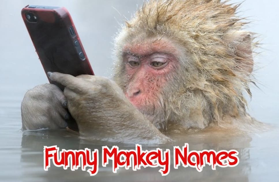 List of 30+ Funny Monkey Names That Are Hilarious