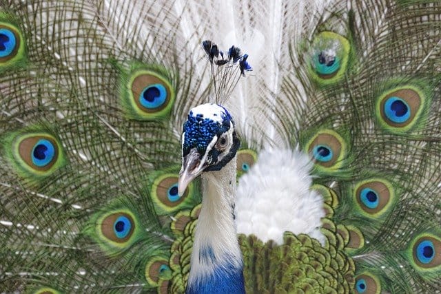 funny-peacock-names