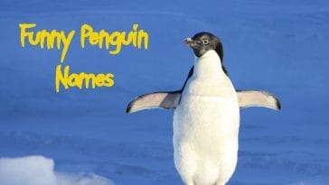 funny-penguin-names