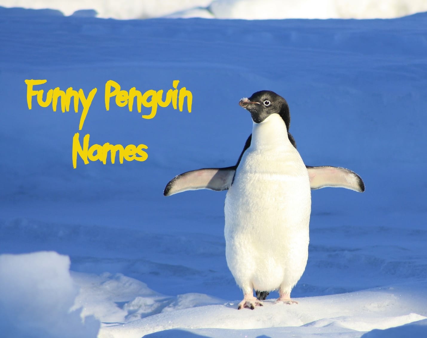 50+ Funny Penguin Names That Are Cute | PetPress