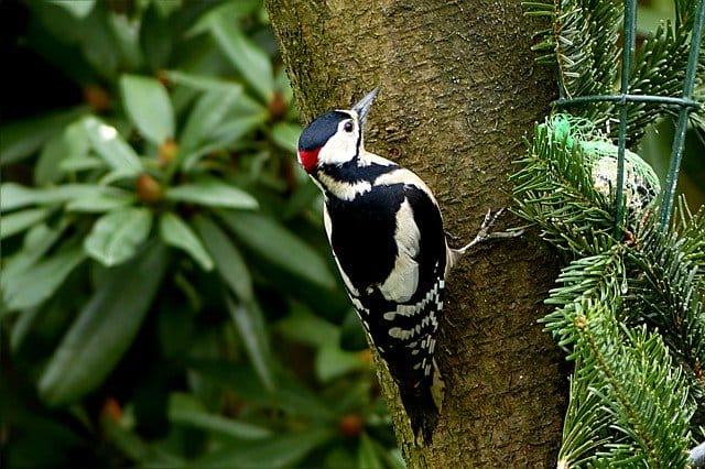 funny-woodpecker-names