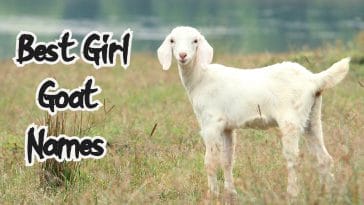 girl goat names for a female goat