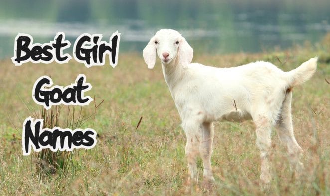 girl goat names for a female goat