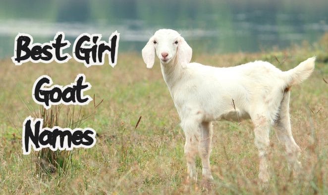 Best Ways To Name Your Goat Top Name Articles For An Goat best-ways-to-name-your-goat-top-name-articles-for-an-goat