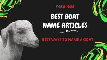 goat-name-articles