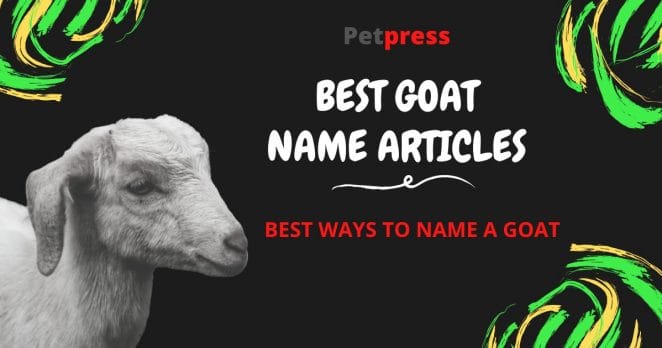 goat-name-articles