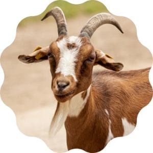 goat name generator - find out the best name for a goat
