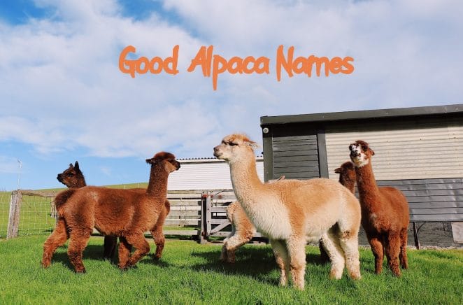 good-alpaca-names