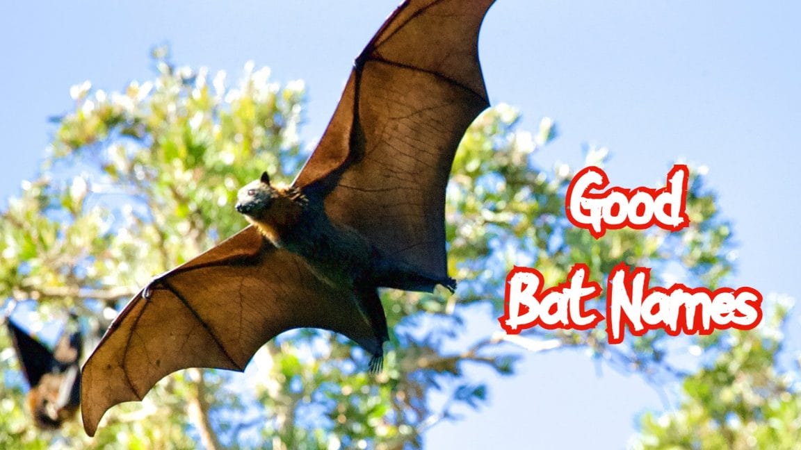 Top 200 Best Names for Pet Bats PetPress