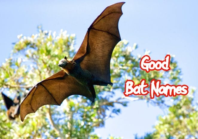 good-bat-names