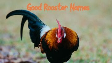 good-rooster-names