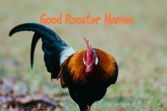 good-rooster-names