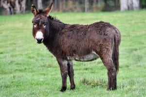 140 Cool Donkey Names (With Goofy, Unique, And Miniature Names)
