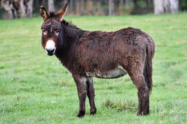 goof-donkey
