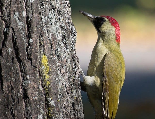 green-woodpecker-names