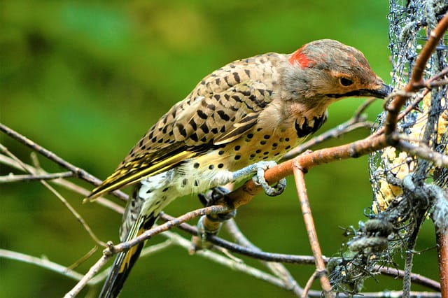 hairy-woodpecker-names