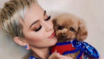 katy-perry-dog