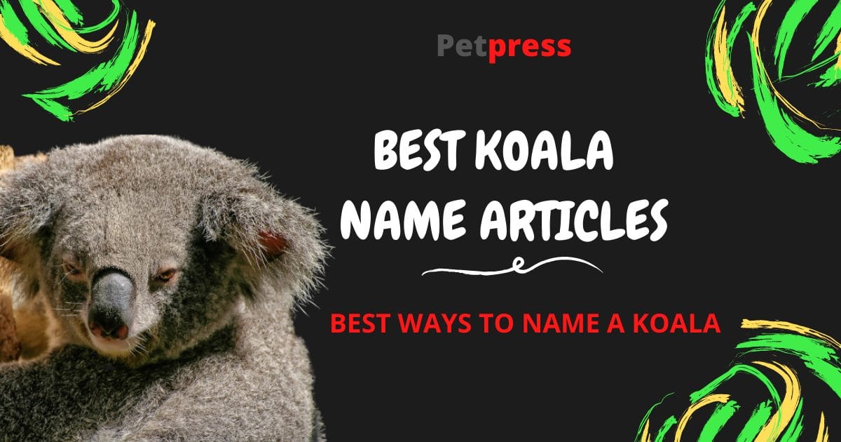 Koala Names The 120 Most Famous Names for Koala Bears