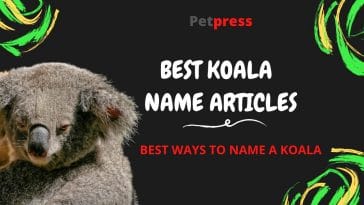 koala-name-articles