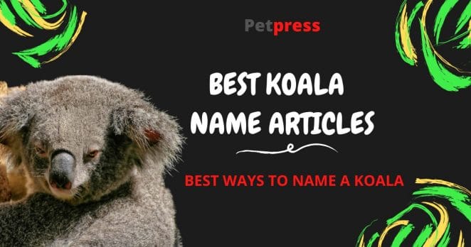 koala-name-articles