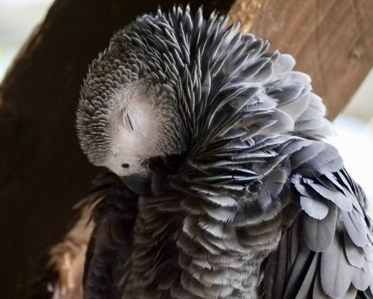 parrot name generator - female large cute parrot