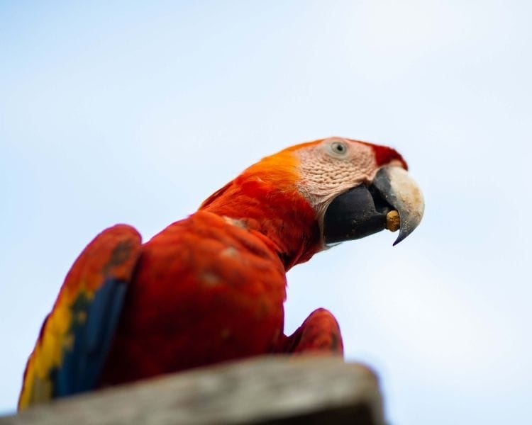 parrot name generator - large cute parrot