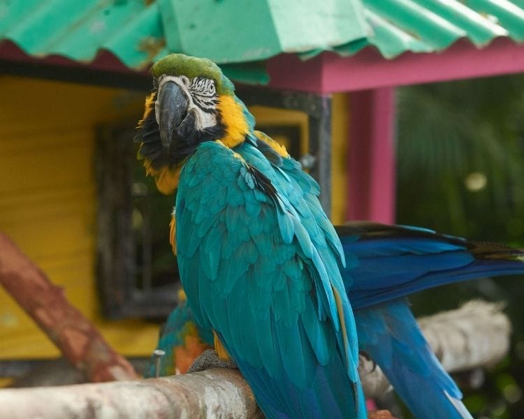 parrot name generator - large funny parrot