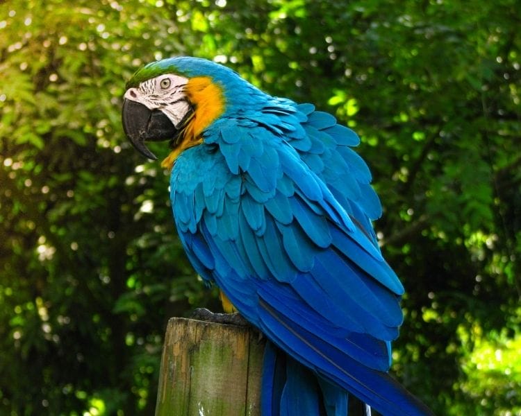 parrot name generator - large traditional parrot