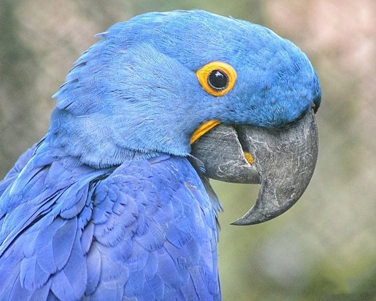parrot name generator - female large unique parrot