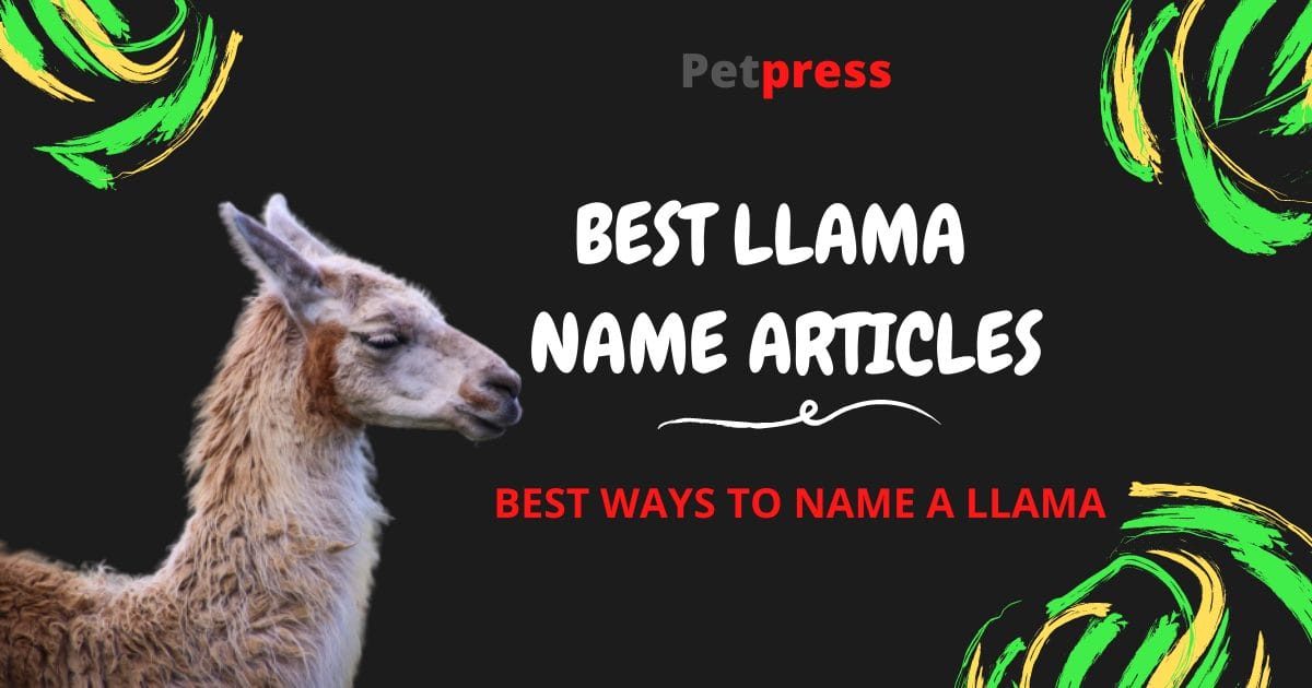 120 Best Llama Names Cute & Funny Names for Your Llama
