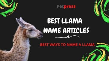 llama-name-articles