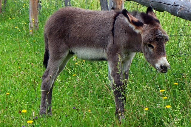 male-baby-donkey