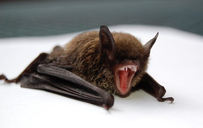 male-bat-names