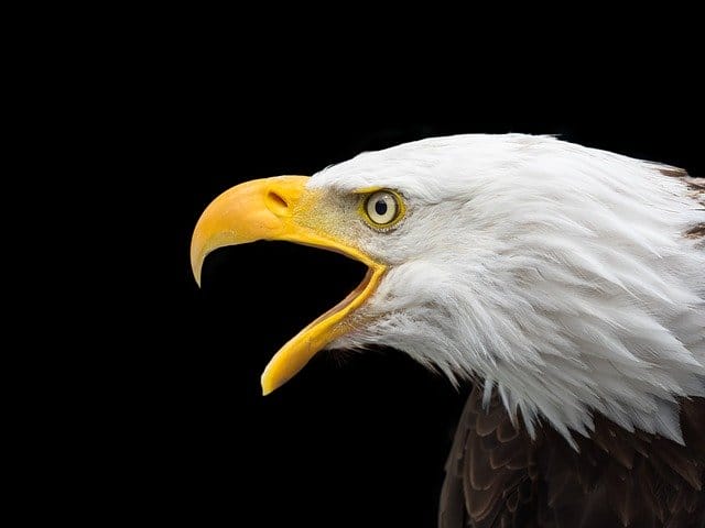 160-best-eagle-names-good-ways-to-name-your-eagle-petpress