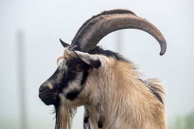 male-goat
